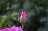 'Chicago Peace' rose flower bud