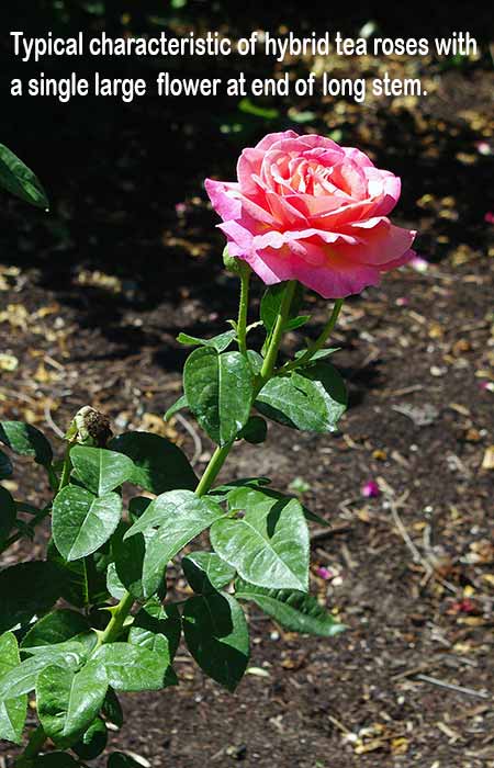 Some information on the historic Peace hybrid tea rose, Lifestyle