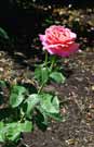 Typical characteristic of hybrid tea roses with a single large flower (6-inch diameter) at end of long stem