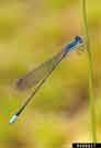 Photo from Susan Ellis, Bugwood.org: adult damsel fly perched on a stem
