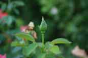 ‘Fellowship’ rose flower bud