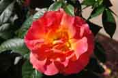 open flower of ‘Fellowship’ rose