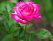 Open flower of ‘Harlekin’ rose