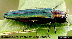 Photo from Leah Bauer, USDA Forest Service Northern Research Station, Bugwood.org: Adult emerald ash borer
