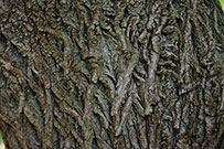 weeping willow bark
