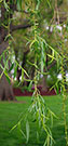 weeping willow has narrow leaves and subtle flowers on branches