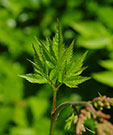 Young leaves on astilbe plant without flowers