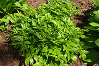 astilbe plant