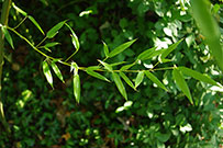 A branch of bamboo leaves