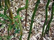 Zig zig appearance of bamboo stems
