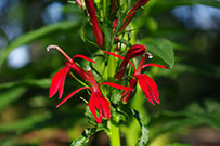 the tubelike structure of cardinal flowers make it hard for insects to pollinate but easy for hummingbirds
