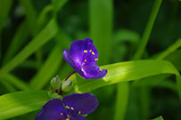 Close-up of purple flowers have three petals with showy reproductive parts
