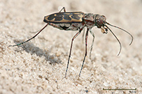 Photo from Muhammad Mahdi Karim via Wikimedia Commons: adult tiger beetle