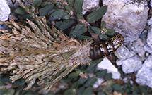 Vlose-up of a bagworm peeking out of a bag attached to a shrub