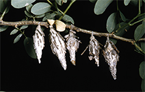 Several bagwoorms in a row hanging off a shrub branch