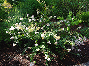 crape myrtle plant with white flowers