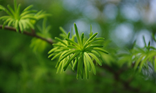 Close-up of bright green leaves of golden larch