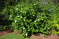 rose of Sharon plant with flowers