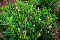 sweet pepperbush flower buds