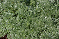 Artemisia is often planted for its delicate foliage.