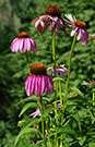 purple coneflowers have raised centers of the flower that give them the cone shape
