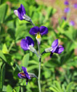 Close-up of flowers in bloom. False indigo flowers are arranged on an upright arrangement up to 16 inches long.