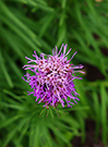 liatris small flowers can create a feather-like appearance