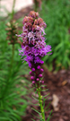 liatris inflorescence matures from the top down