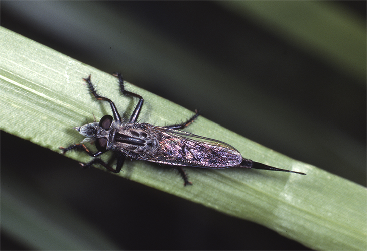 Robber Flies  Missouri Department of Conservation