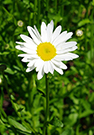Shasta daisies have many pure white petals meeting a a bright yellow center.