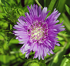 Stokesia flowers have thin petals which create a shaggy appearance