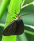 Photo from D. Gordon E. Robertson via Wikimedia Commons: Close-up of a Virginia ctenucha moth on a leaf, clearly showing its colored tufts on its head.