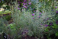 rosemary plant with purple blooms