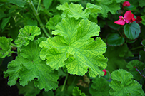 Nutmeg scented geranium leaf