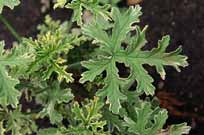 Variegated mintscented geranium