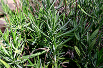 lavendar leaves