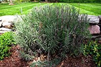 lavendar plants