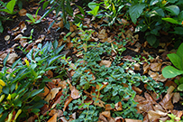 oregano plant