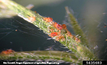 Photo from Eric Coombs, Oregon Department of Agriculture, Bugwood.org: spider mites clustered on a plant stem