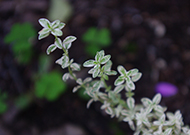 Close-up of thyme leaves