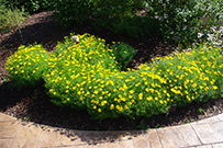 Coreopsis plants are able to fill in borders and other spaces nicely