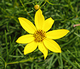 Coreopsis flower bud and open flower