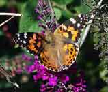 american painted lady
