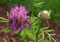 bee balm with unusual buds that precede flowers