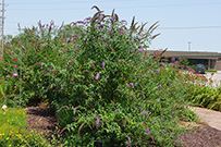 Butterfly bush shrubs have a loose and unruly growth habit