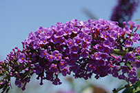 Open purple flowers on a butterfly bush that attract pollinators