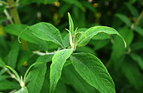 Close-up of butterfly bush leaves