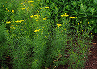 Some species of coreopsis produce narrow leaves