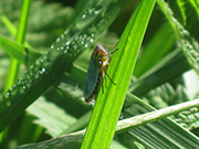 Photo by Bj.schoenmakers via Wikimedia Commons: Close-up profile of a leafhopper on grass blade