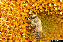 Photo from Lesley Ingram, Bugwood.org: Close-up of honeybee getting pollen from and blending in with a yellow flower.